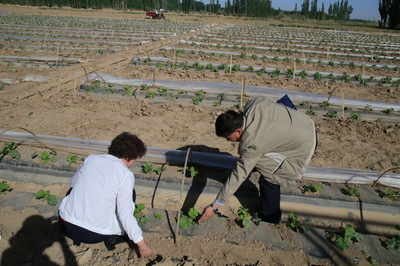 高臺縣農(nóng)技中心扎實(shí)開展災(zāi)后技術(shù)指導(dǎo)服務(wù)工作