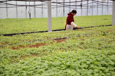 【鄉村振興】江蘇射陽鳳凰現代農業園:綠色田園舞翩躚