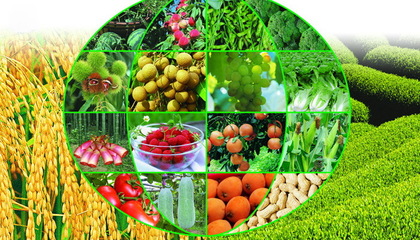 中國智慧農(nóng)業(yè)網(wǎng):如何實實在在做農(nóng)村電商