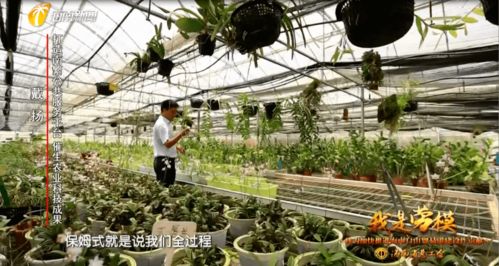 我是勞模丨南繁 保姆 戴揚 打造南繁公共服務(wù)平臺 催生更多更好的農(nóng)業(yè)科技成果