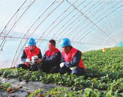 保障"全電大棚"穩定用電 助力智慧農業好"豐"景