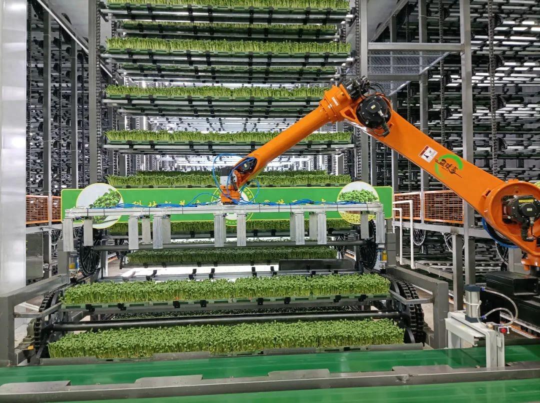立體植物工廠種植,全程自動化,不施化肥農(nóng)藥,年產(chǎn)可達(dá)50茬