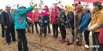 冬剪技能培訓(xùn),群英薈萃實戰(zhàn) 白水縣四季香農(nóng)業(yè)科技服務(wù)公司