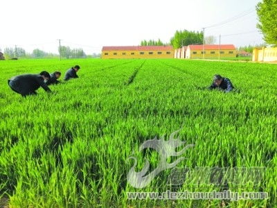 縣農業農村局 黨建耀三農科技服務到地頭