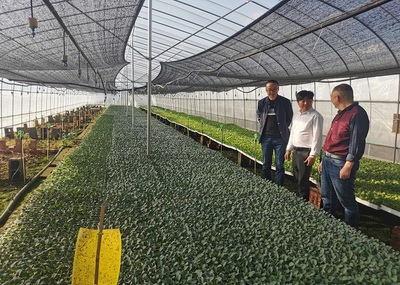 楚雄市經(jīng)濟(jì)作物服務(wù)中心四舉措促蔬菜產(chǎn)業(yè)發(fā)展