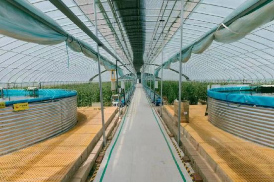 【農業(yè)科技公司】農政齊民魚菜共生智慧工廠如何&ldquo;書寫&rdquo;城市菜籃子保供答卷