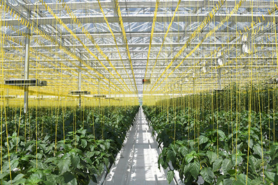 探索北方旱作農(nóng)業(yè)提質(zhì)增效路徑 山西農(nóng)谷中博會上亮出成績單