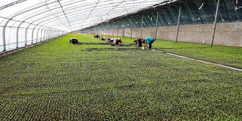 新疆阿拉爾市:設施農業邁出&ldquo;新步伐&rdquo; &ldquo;高端&rdquo;產品從棚里產