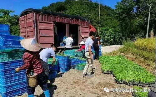 如何做好瓜菜產(chǎn)業(yè)服務(wù) 怎樣提升瓜菜產(chǎn)品質(zhì)量 三亞南繁農(nóng)業(yè)科技110專家送扶貧致富種子來(lái)了